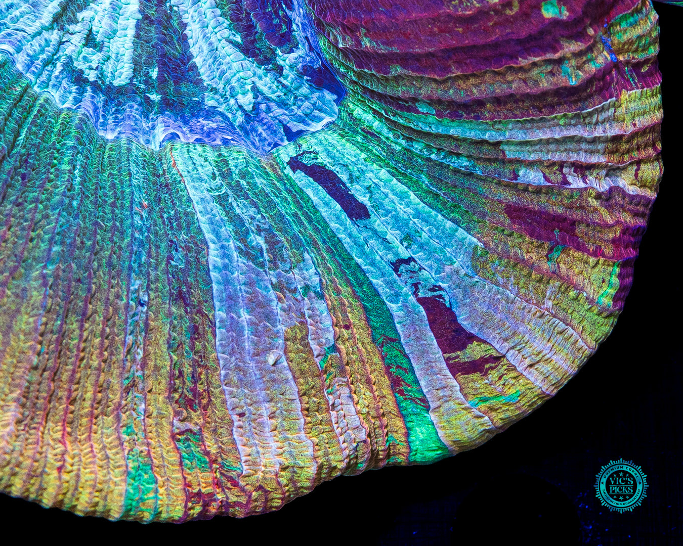 Painted Peach Trachyphyllia