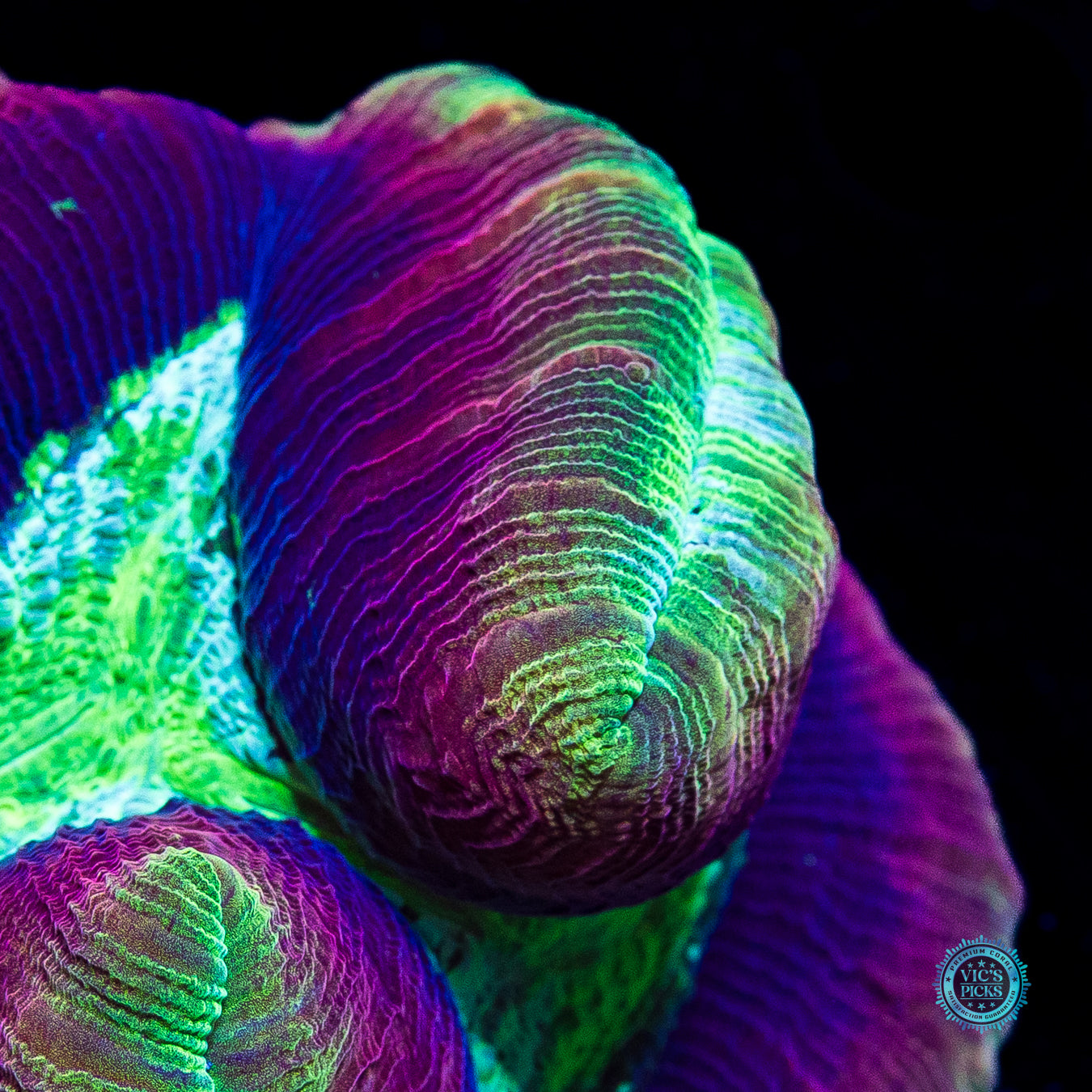Tubular Trachyphyllia