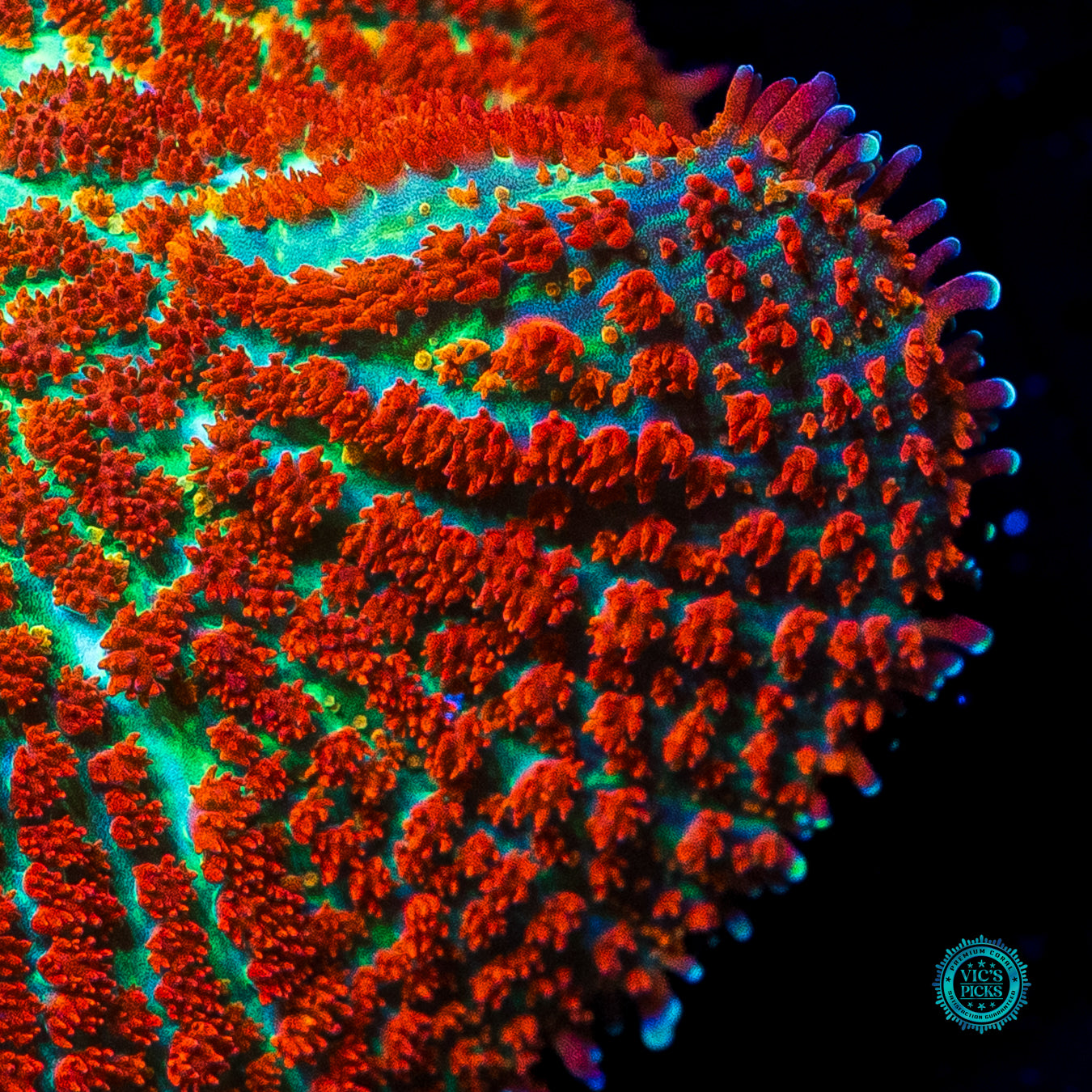 Forest Fire Rhodactis Mushroom