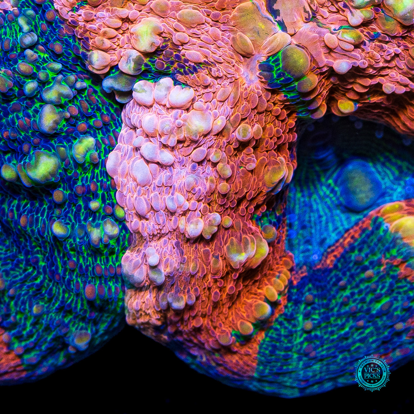 Tropicana Lobophyllia