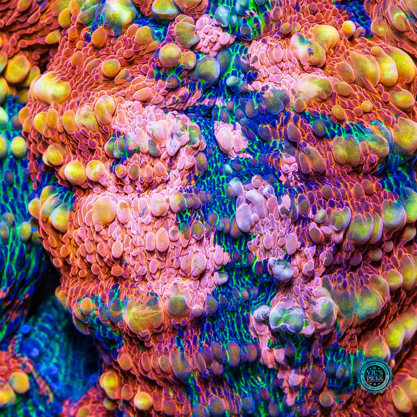 Tropicana Lobophyllia