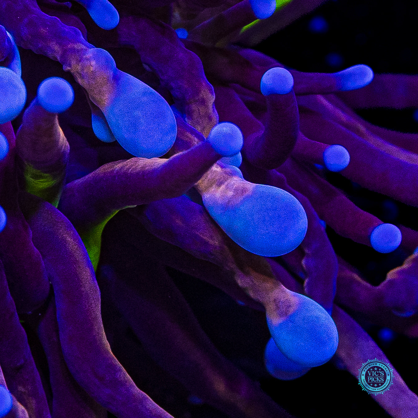 Hybrid Fel Flame Torch