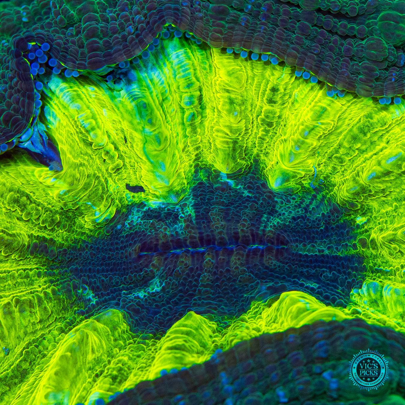 Hulk Smash Acanthophyllia