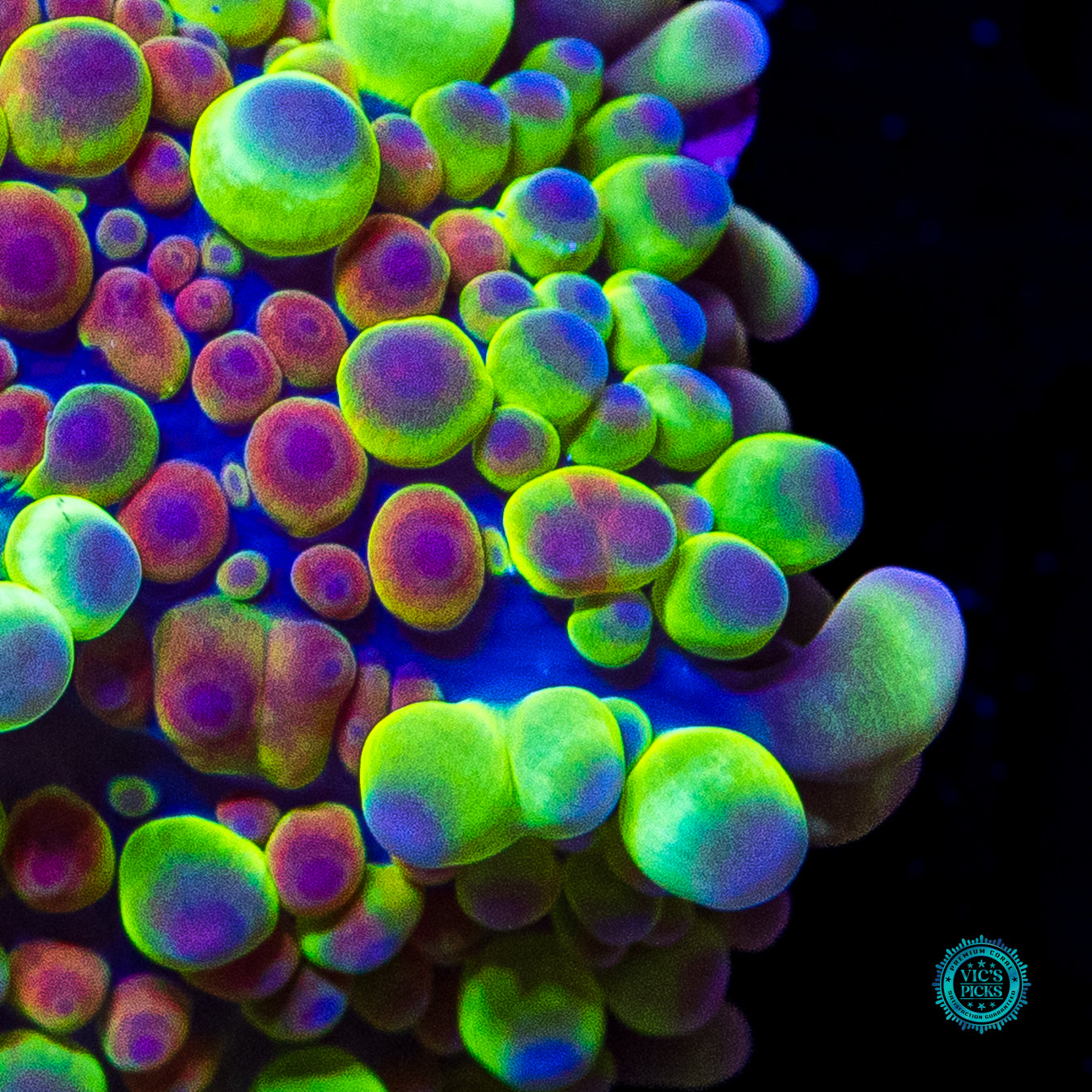 Alien Rave Yuma Mushroom