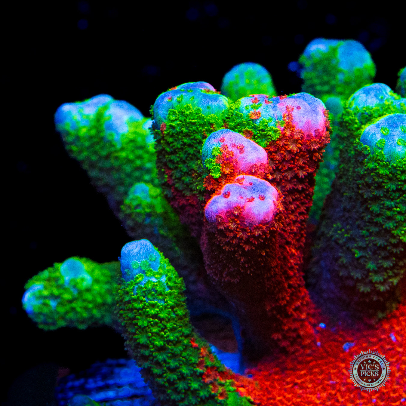 WWC Contraband Grafted Digitata Montipora