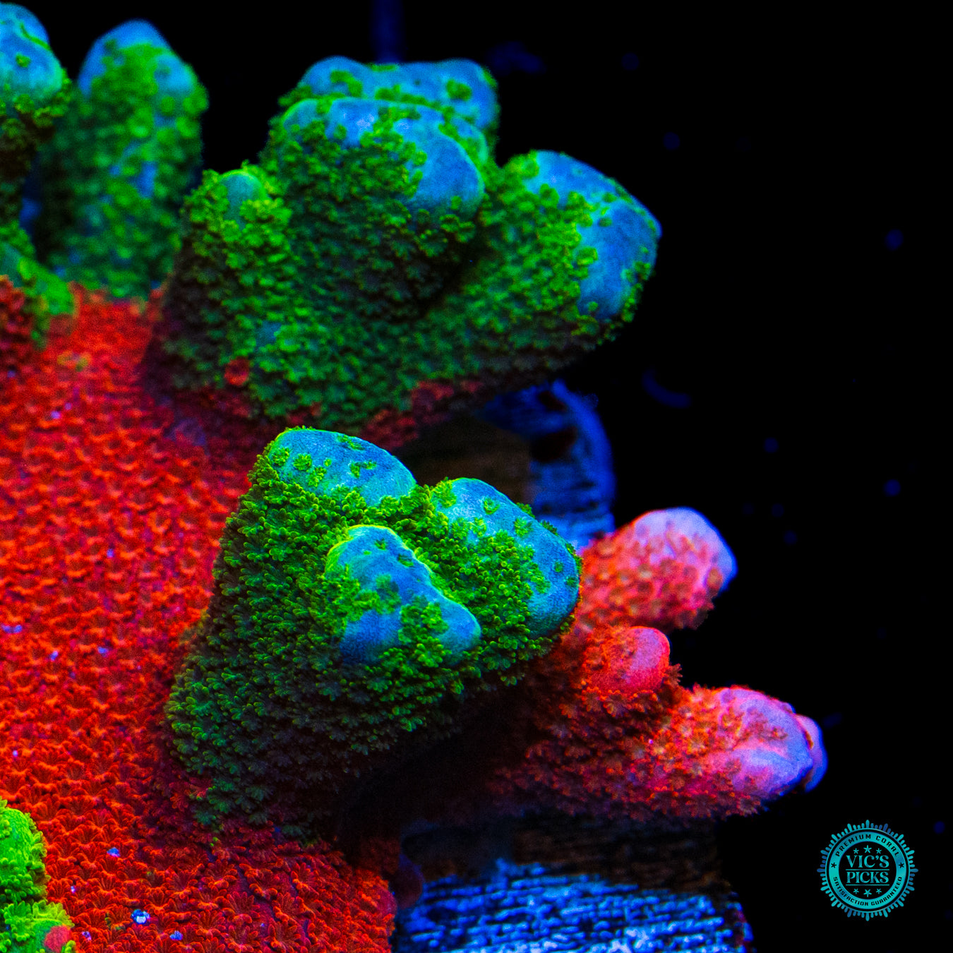 WWC Contraband Grafted Digitata Montipora