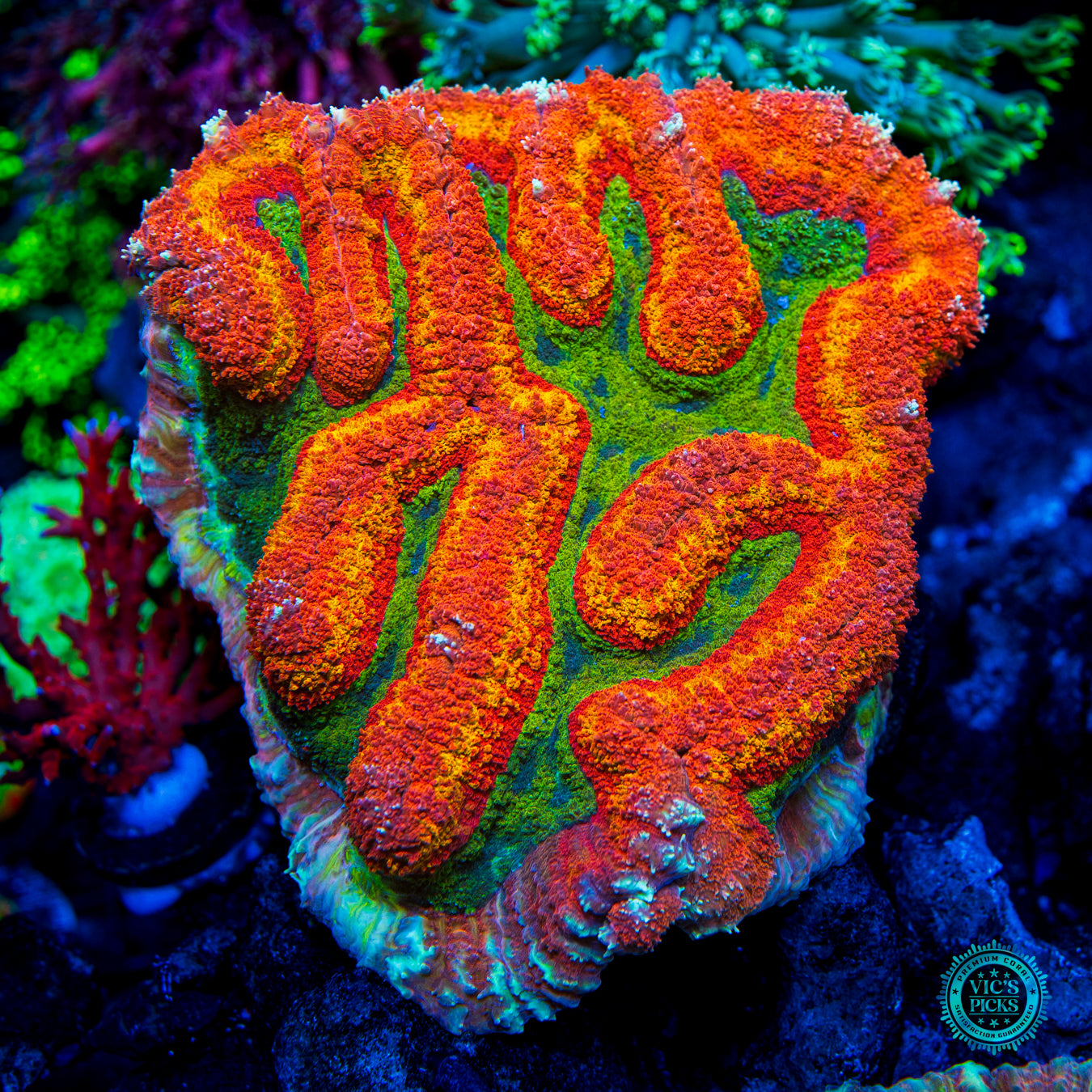 Mars Attacks Symphyllia