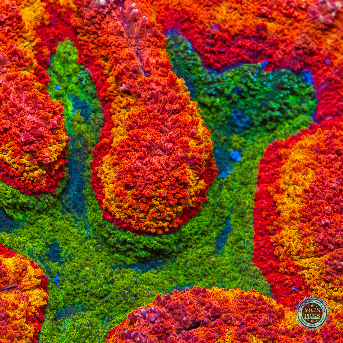 Mars Attacks Symphyllia