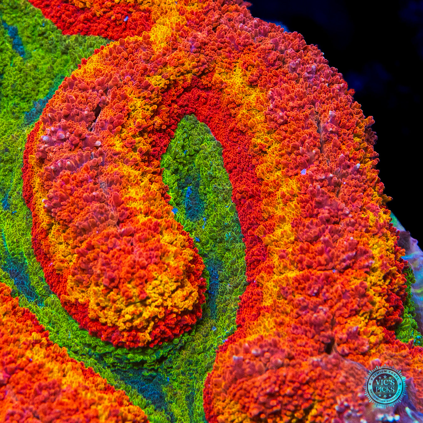 Mars Attacks Symphyllia