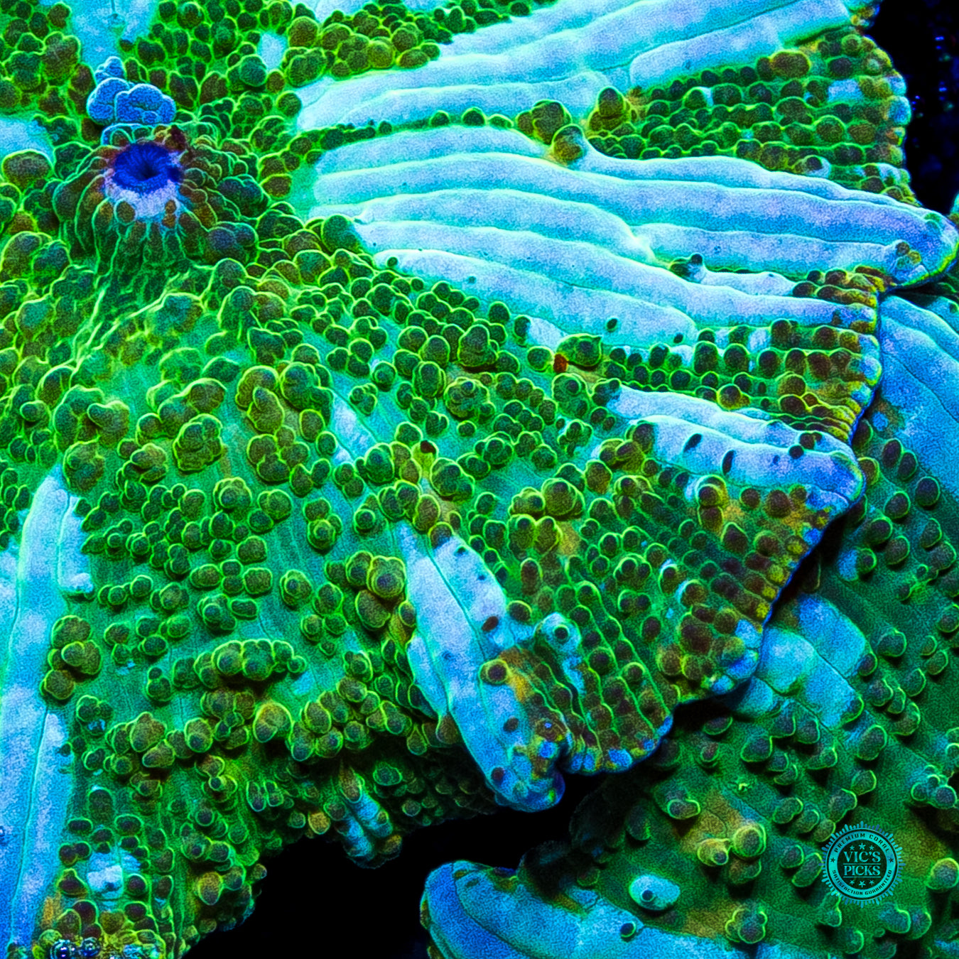 Interstellar Iguana Disco Mushroom