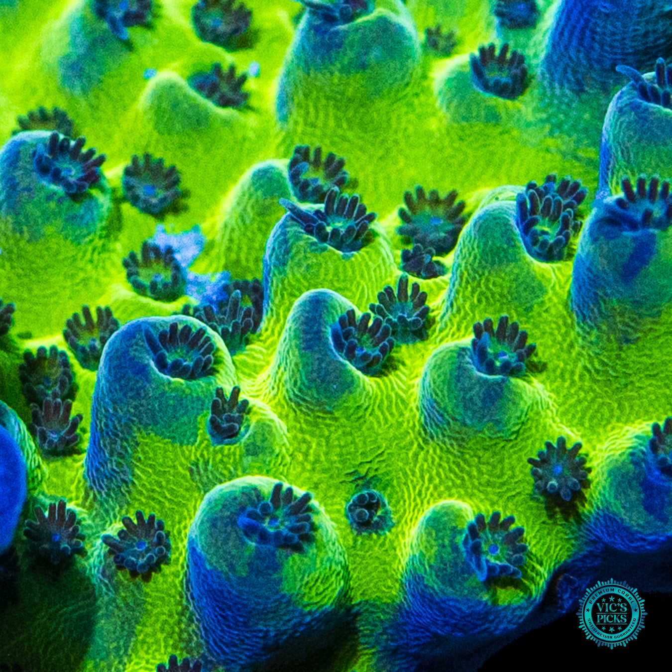 WWC Dolla Tree Acropora