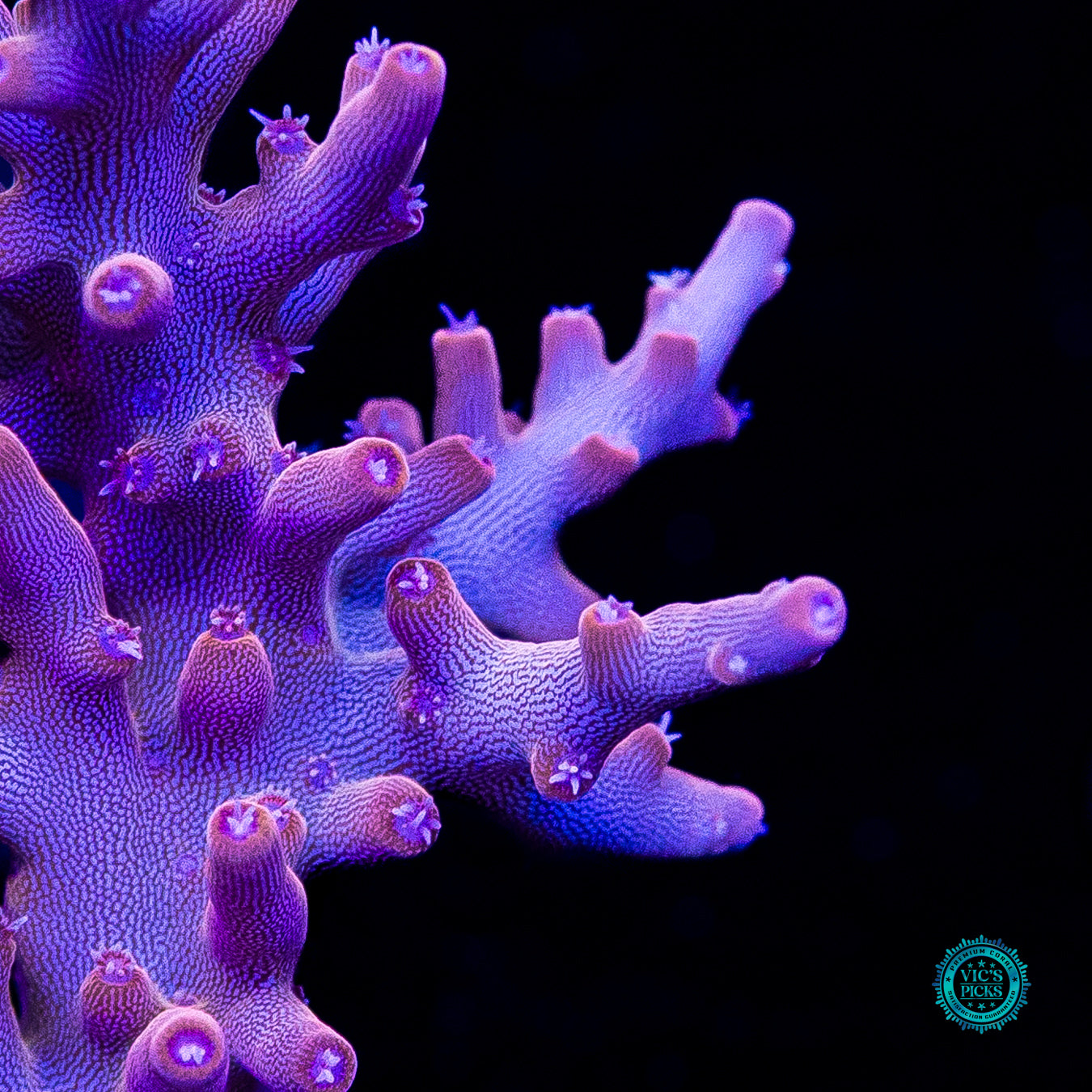 POTO Golden Dragon Acropora