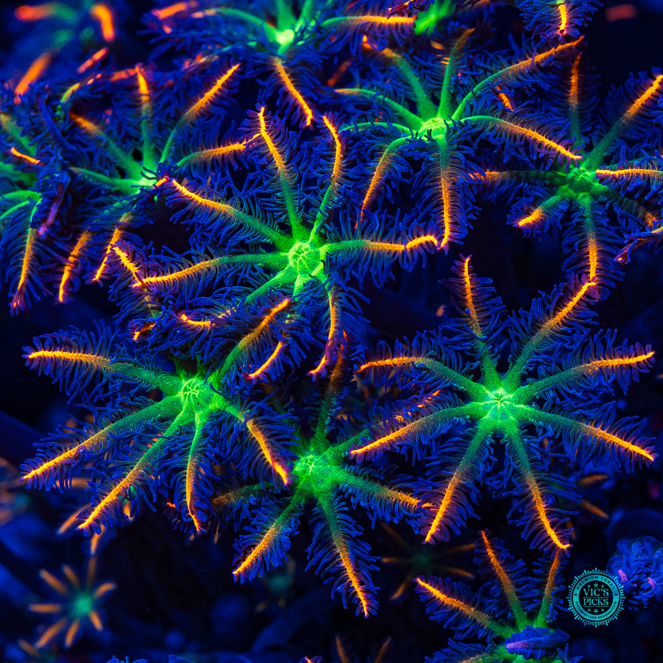 XXL Firework Clove Polyps