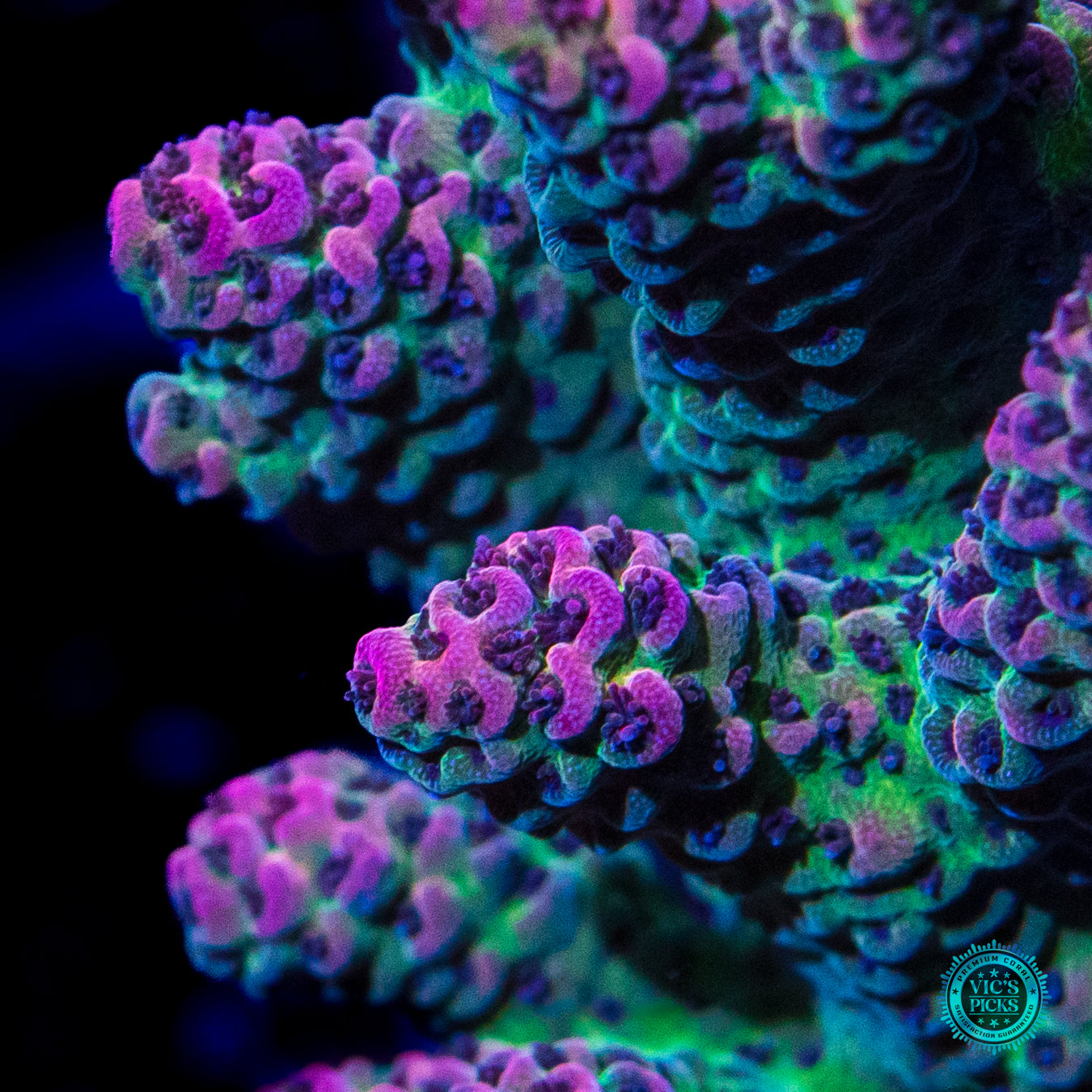 Solomon Hot and Heavy Mille Acropora