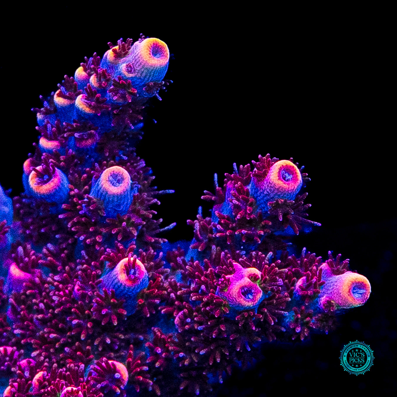 Fruity Pebbles Acropora