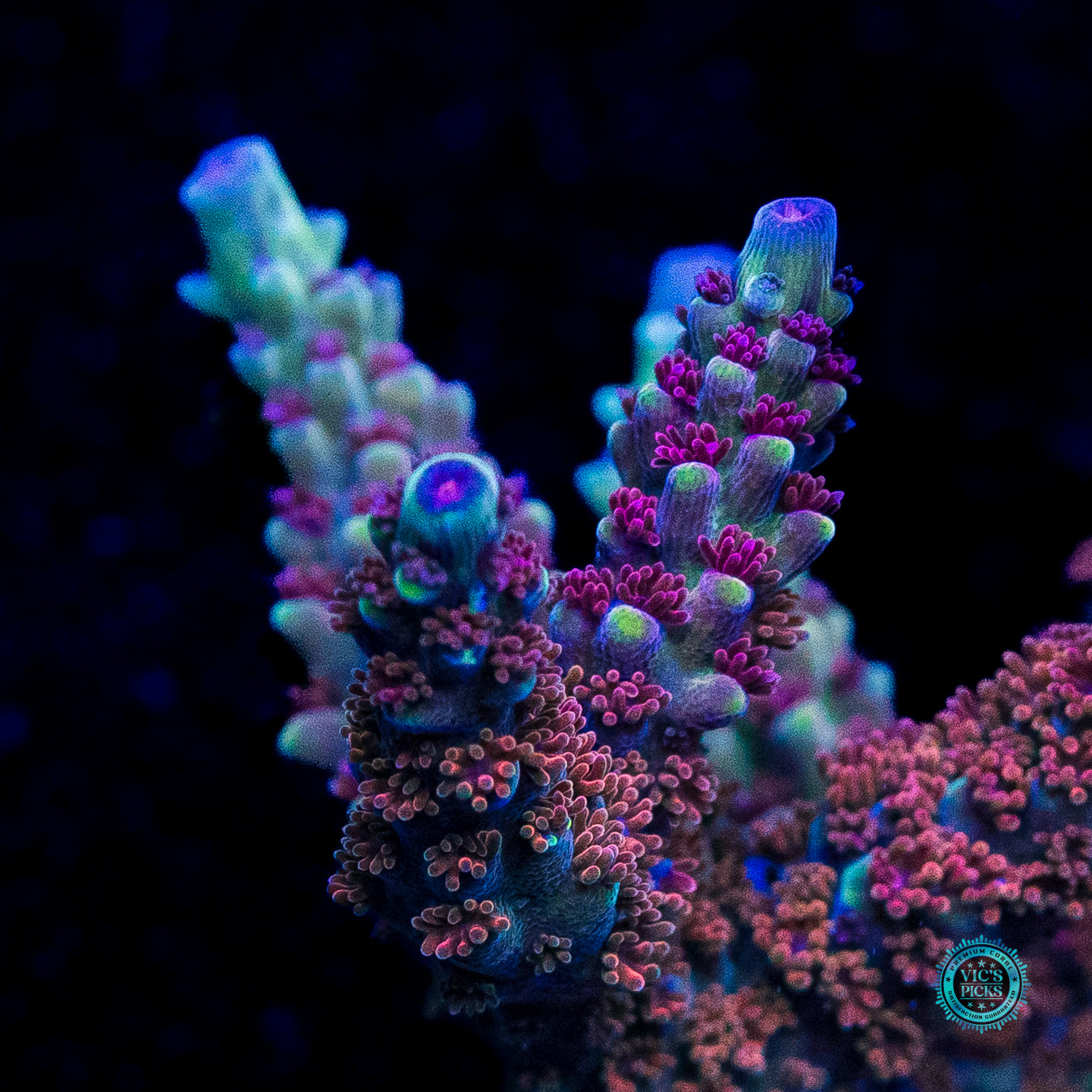 WWC Purple Dragona Acropora