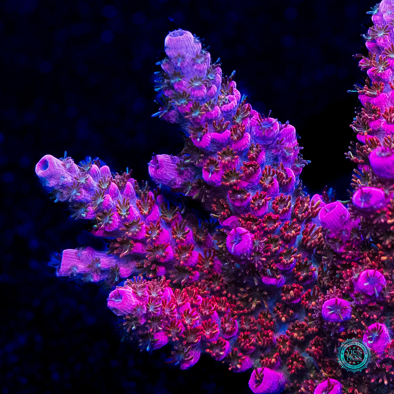 WWC Ruby Runner Acropora