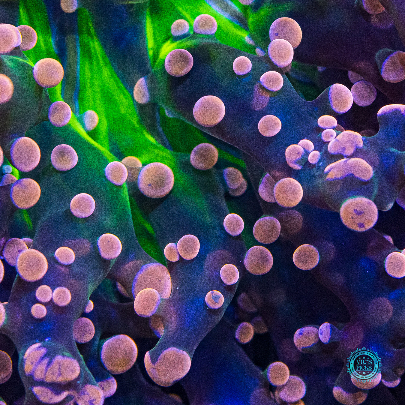 XXL Pink Dreamz Branching Frogspawn