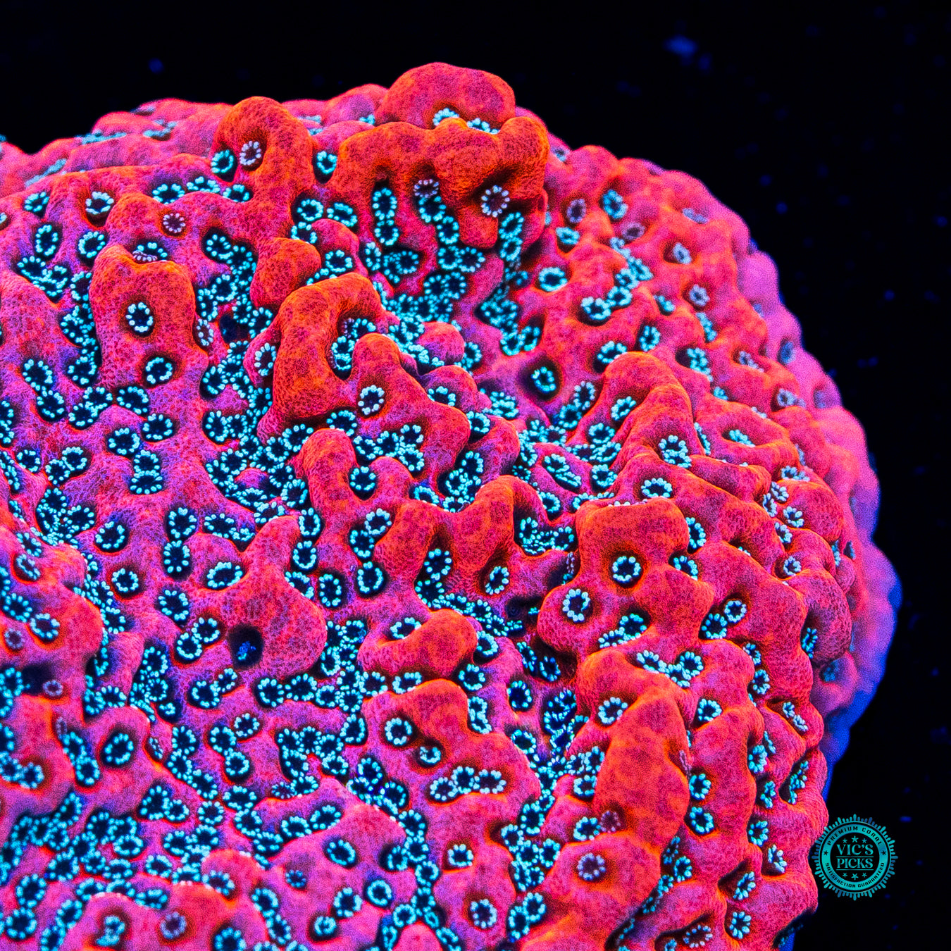 WWC Dragonfruit Montipora