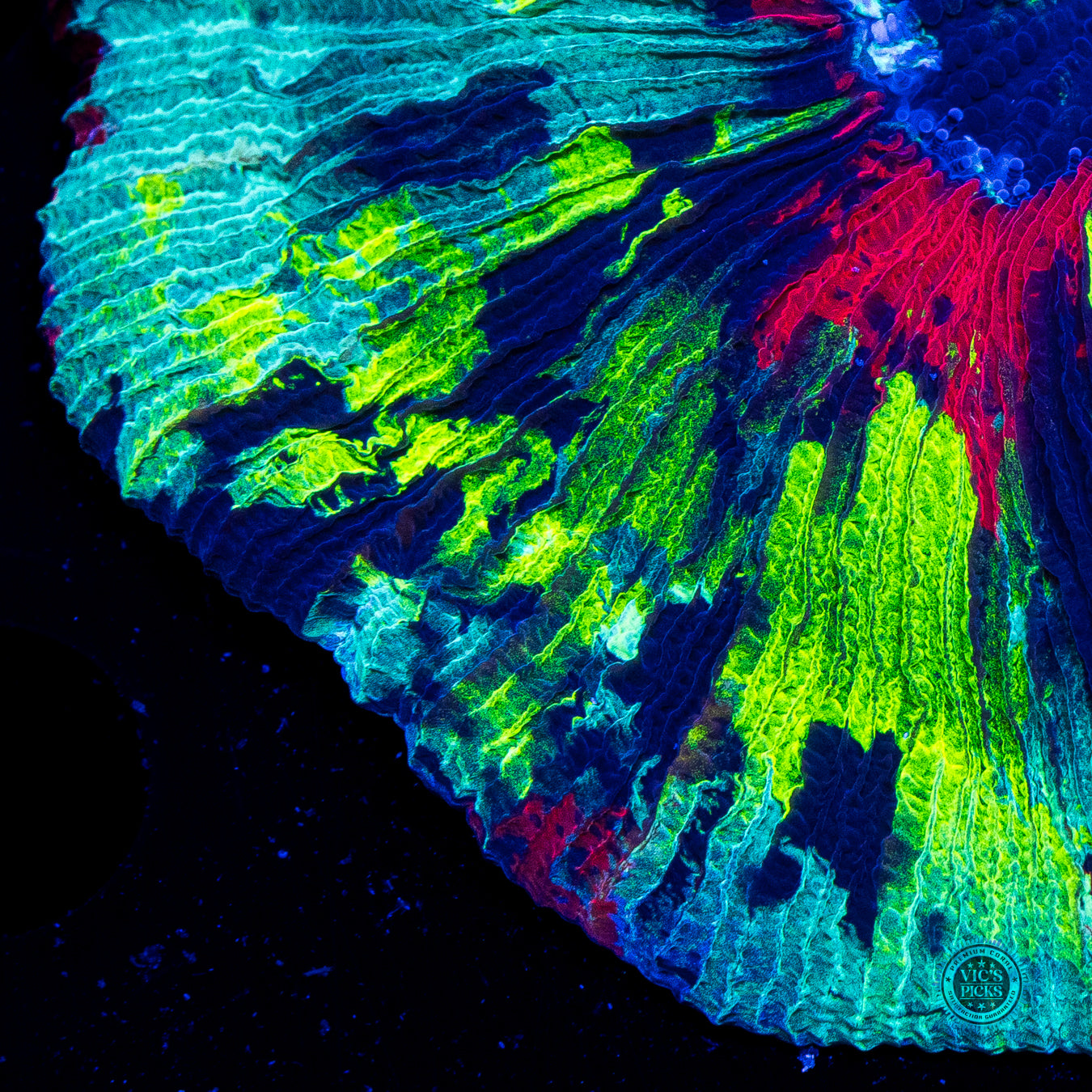 Paintball Trachyphyllia