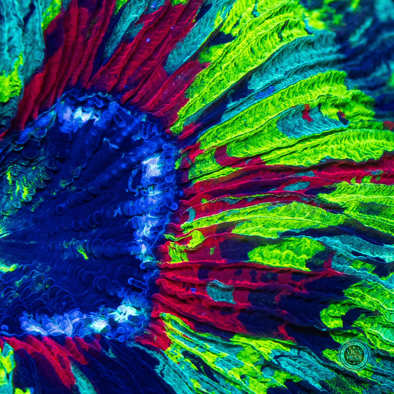 Paintball Trachyphyllia