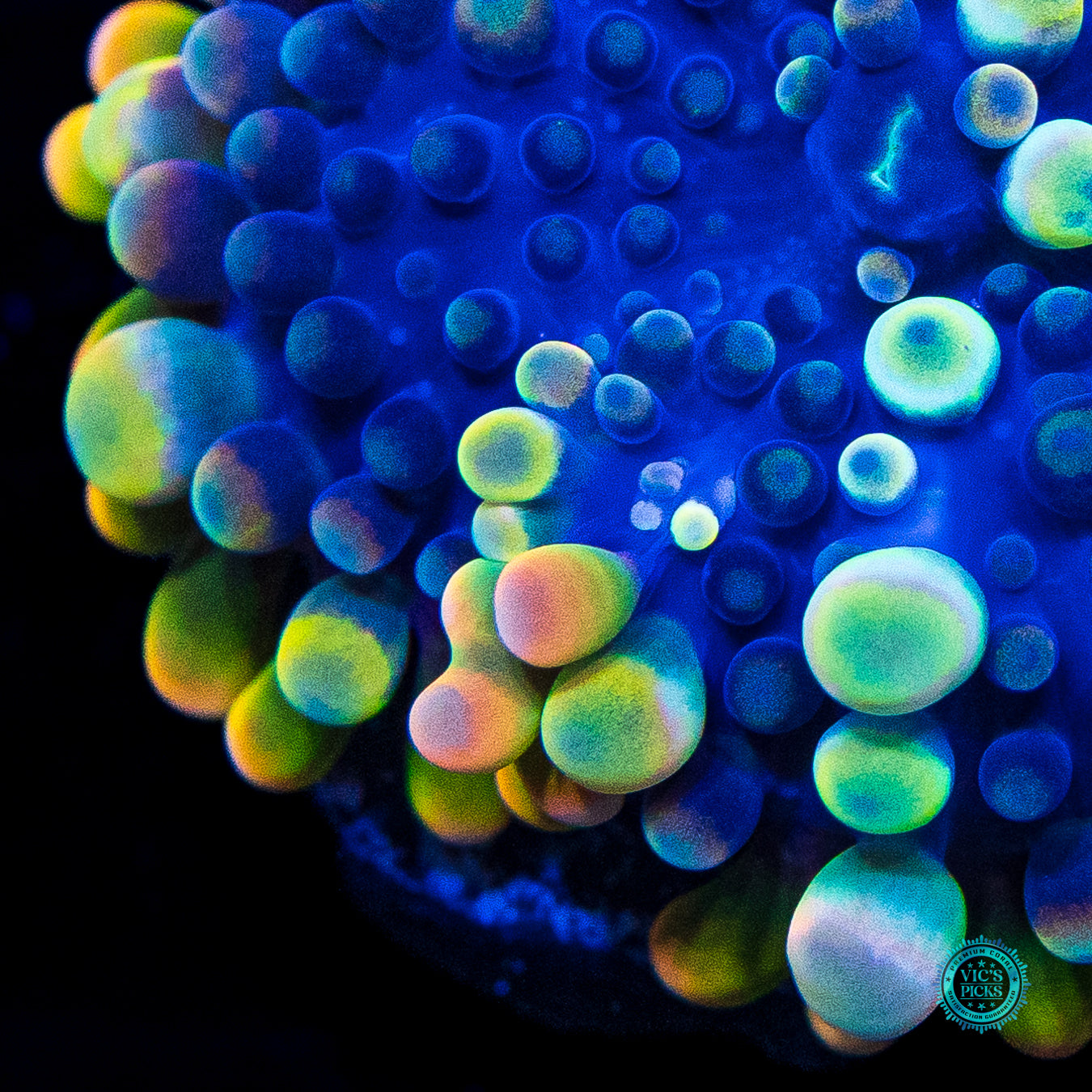 Royal Moon Yuma Mushroom