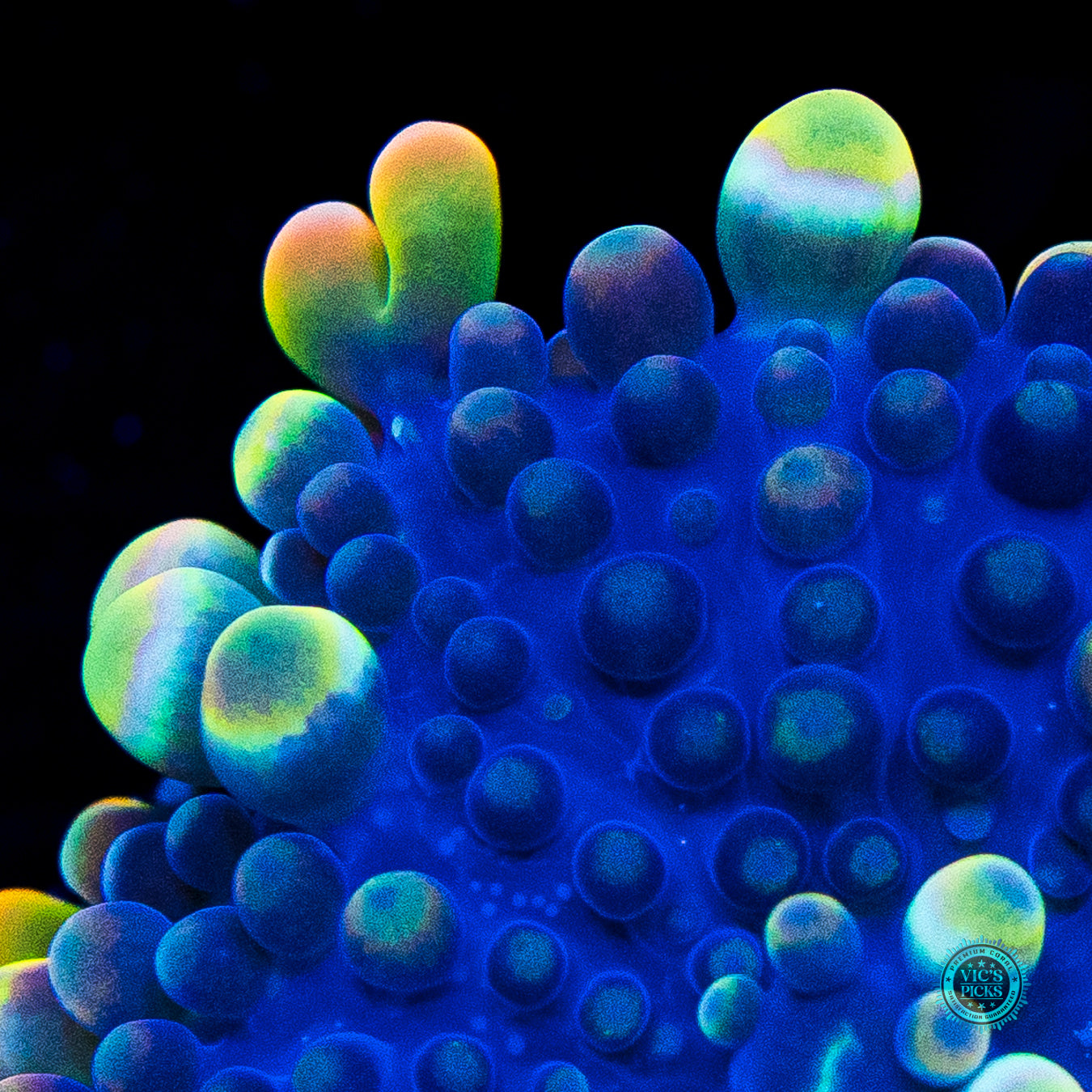 Royal Moon Yuma Mushroom