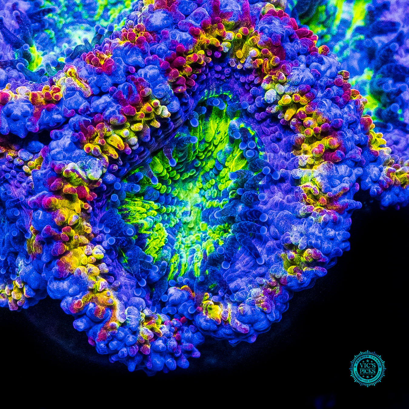 Soul Drinker Aussie Lord