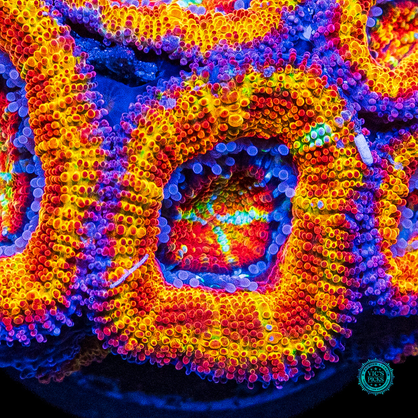 Solar Flare Aussie Lord