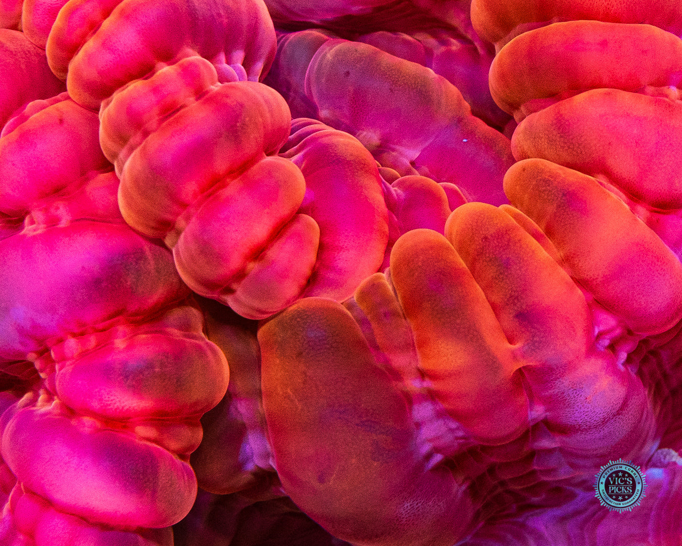 Triple Headed Ruby Hydra Cynarina