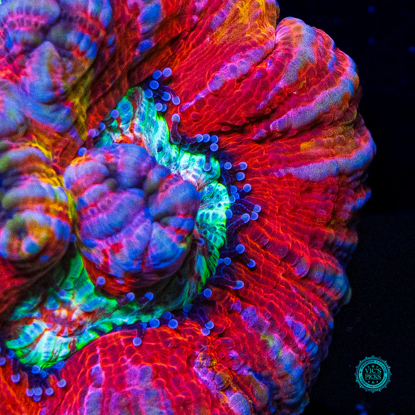 Party Tiger Symphyllia Wilsoni