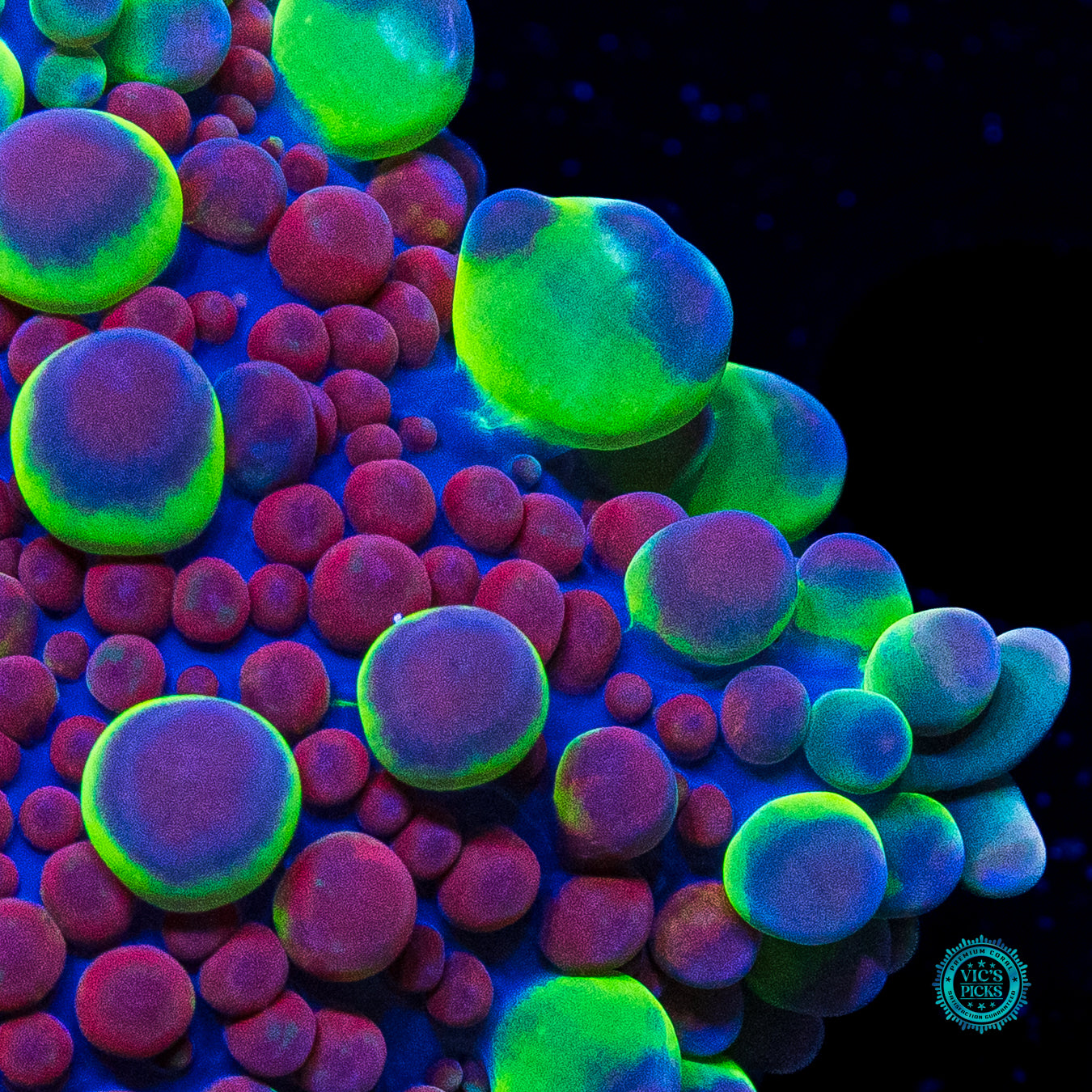 Bubble Rave Yuma Mushroom