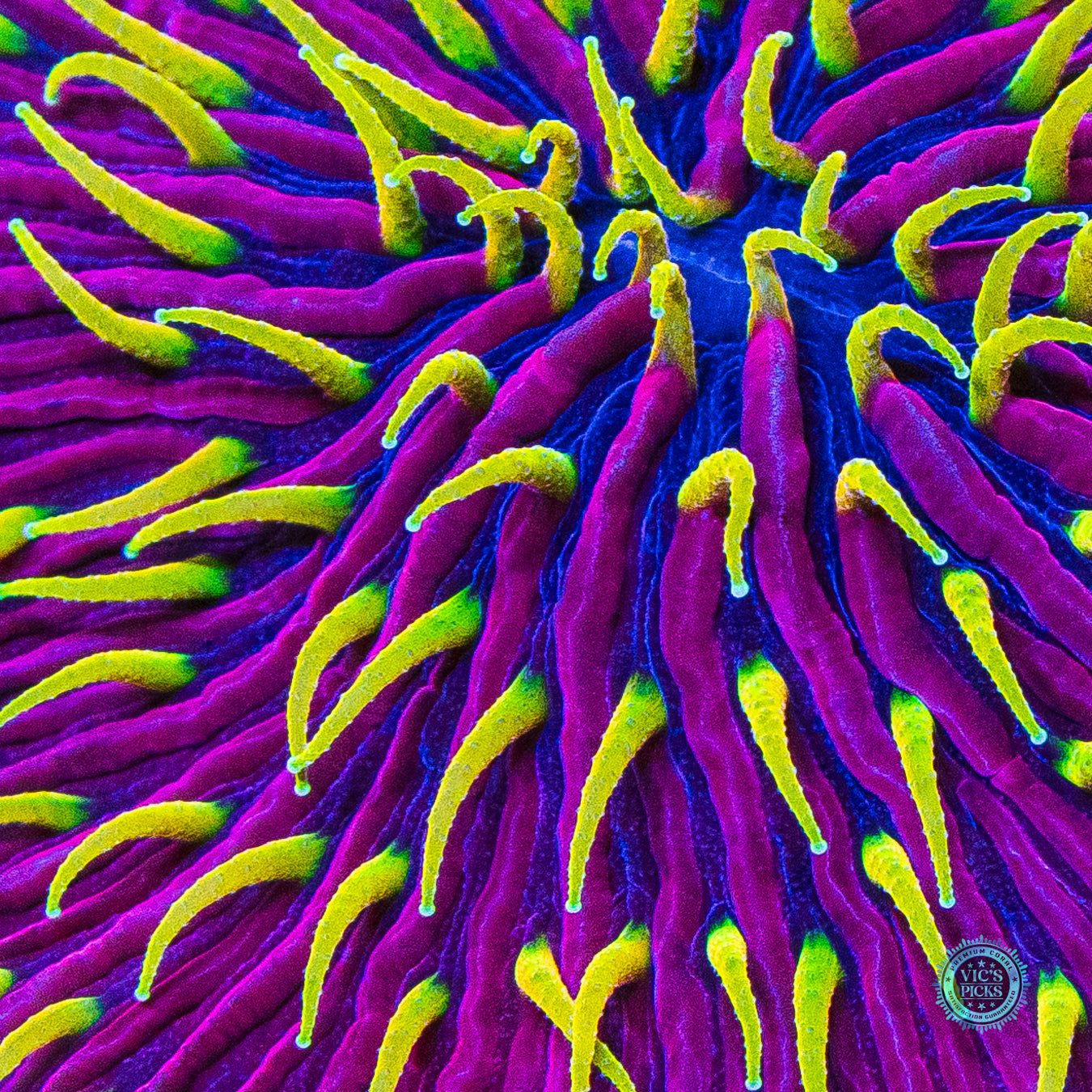 Martian Thunderstorm Plate