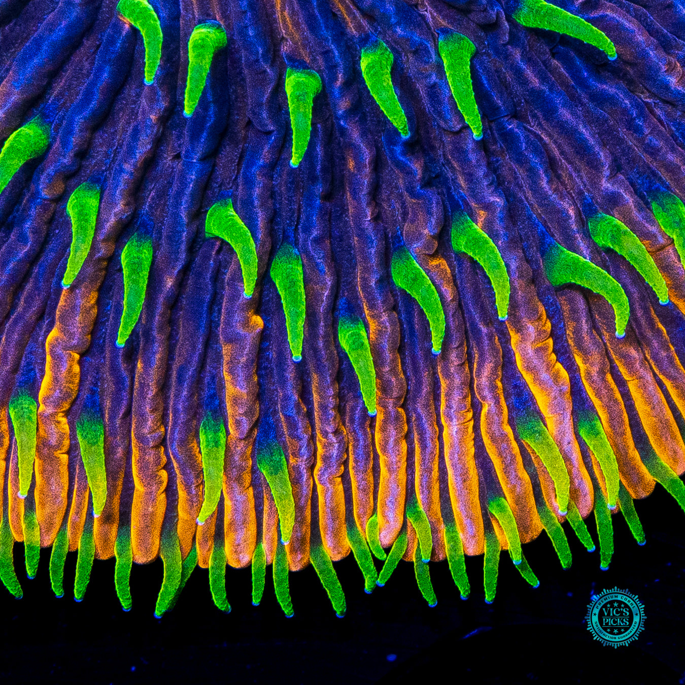 Alien Invasion Plate