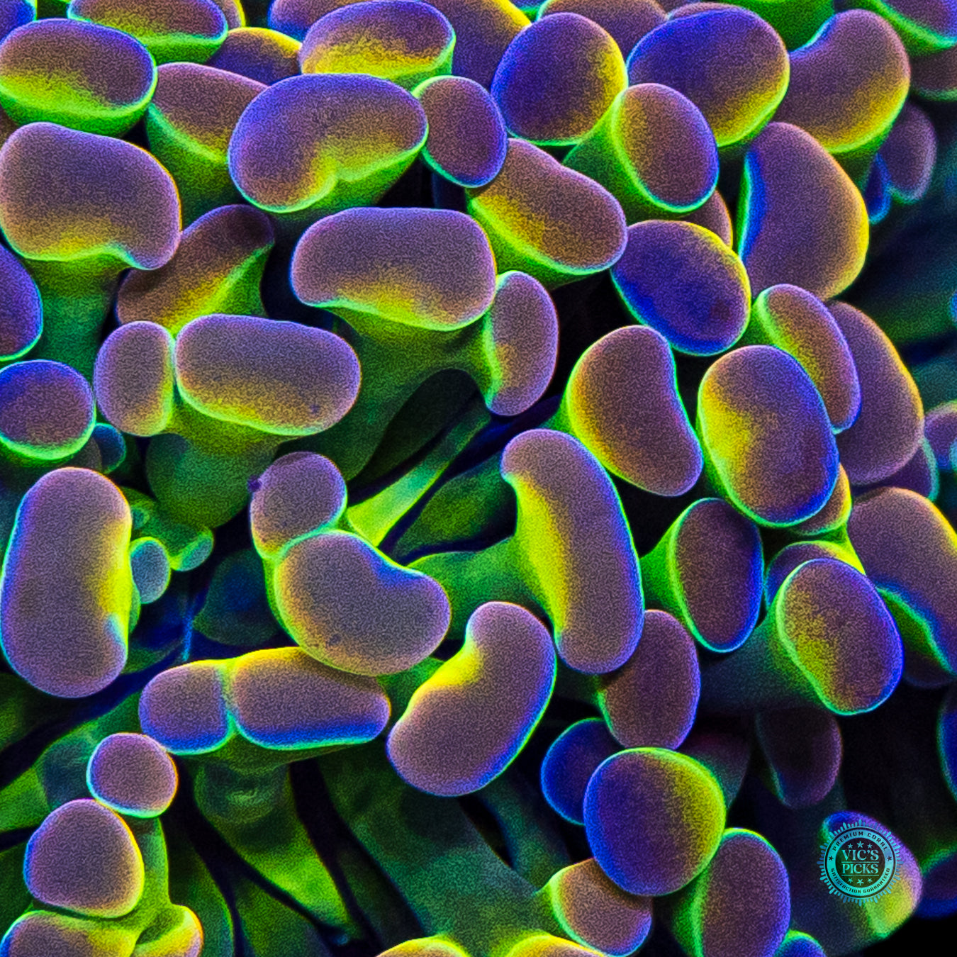 Holy Grail Branching Hammer