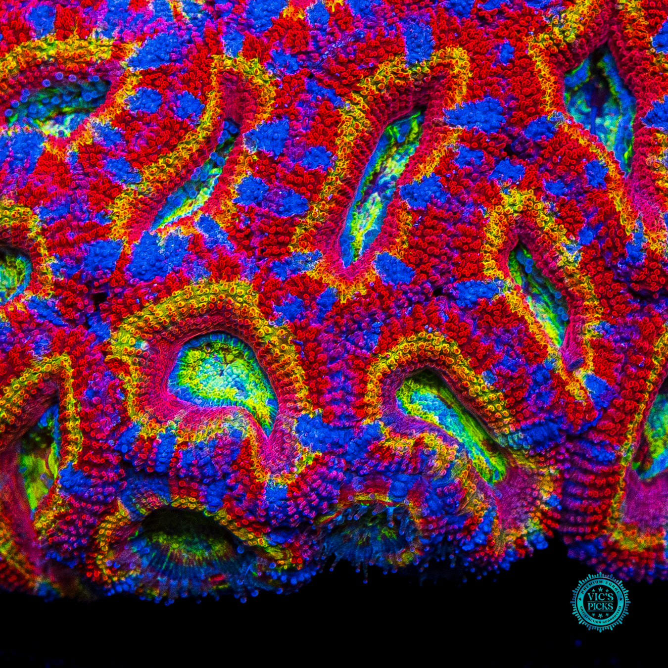 Candyland Aussie Lord