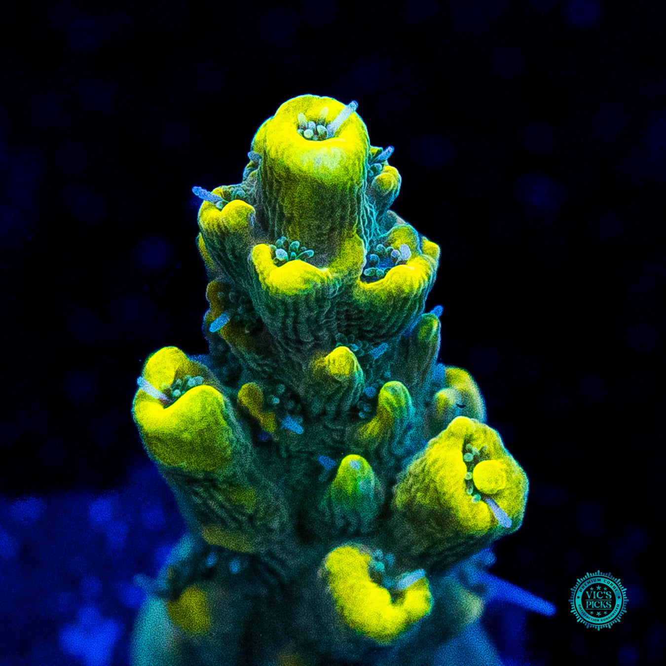 WWC After Hours Acropora