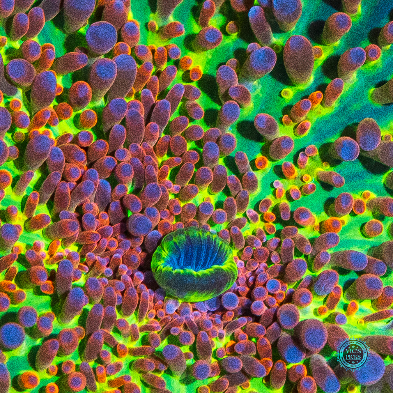 Lou's Shock and Awe Yuma Mushroom