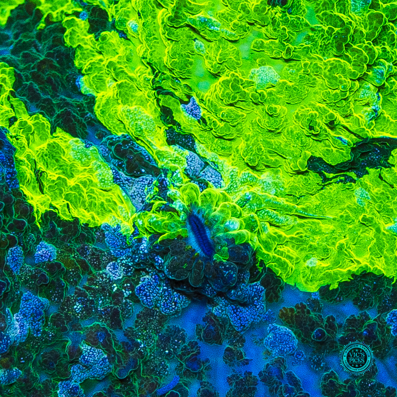 Kryptonite Jawbreaker Mushroom