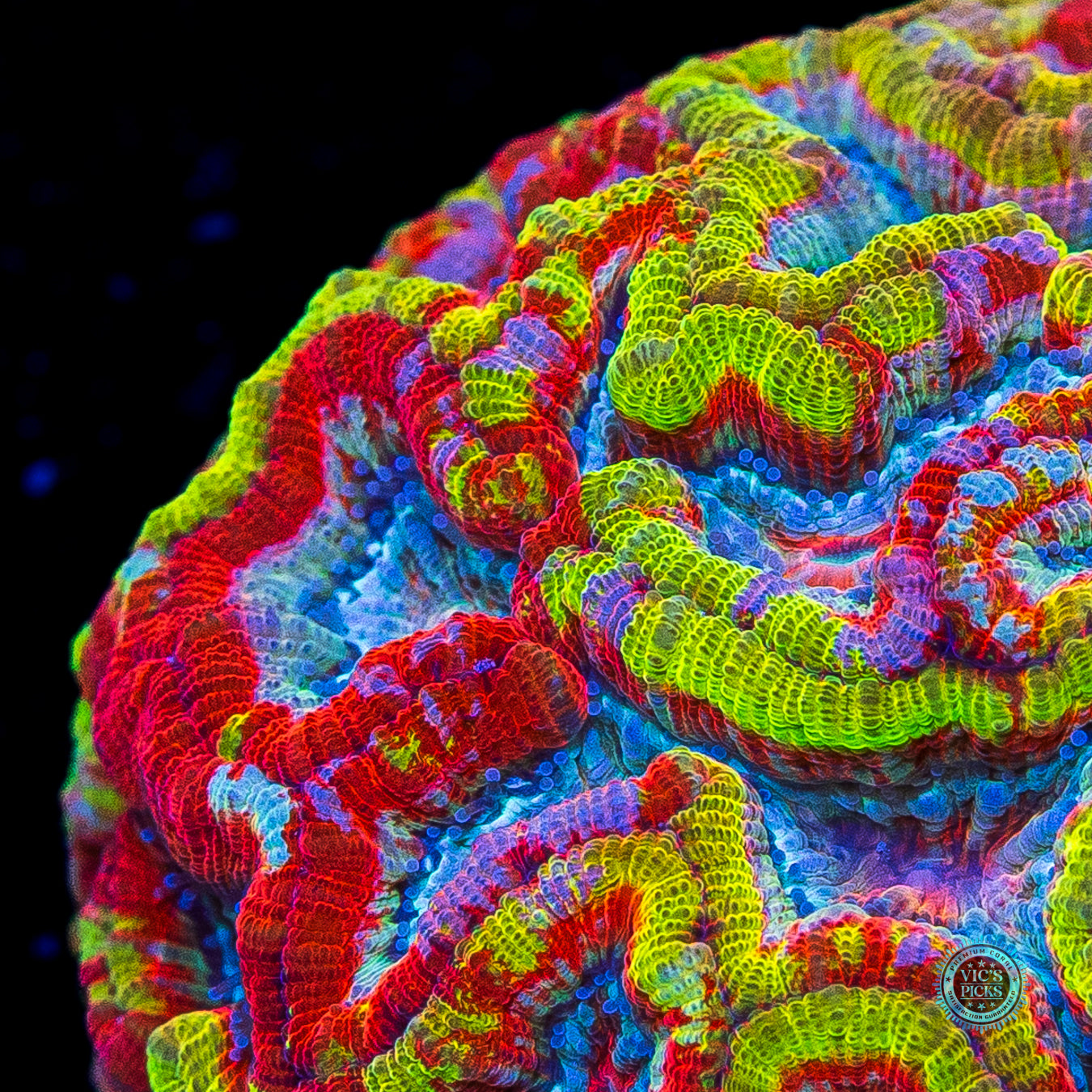 King's Ransom Symphyllia Wilsoni