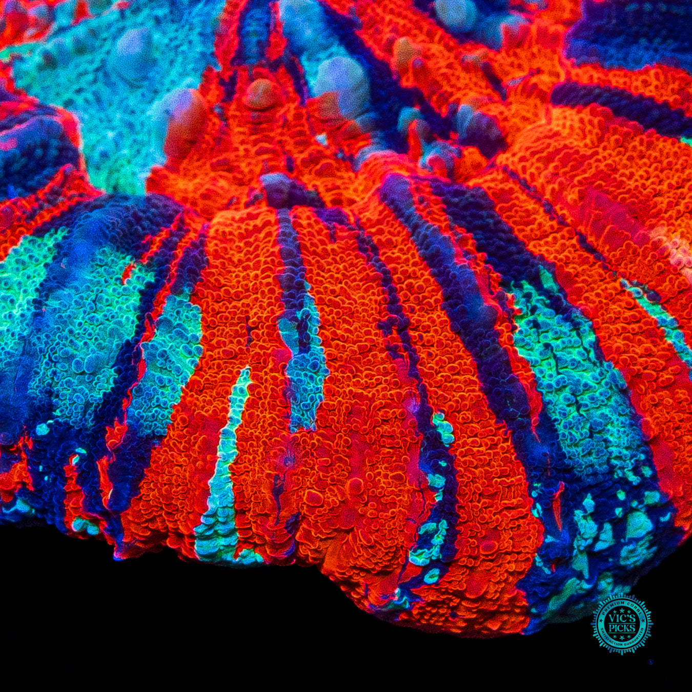 Next Level Warpaint Scolymia