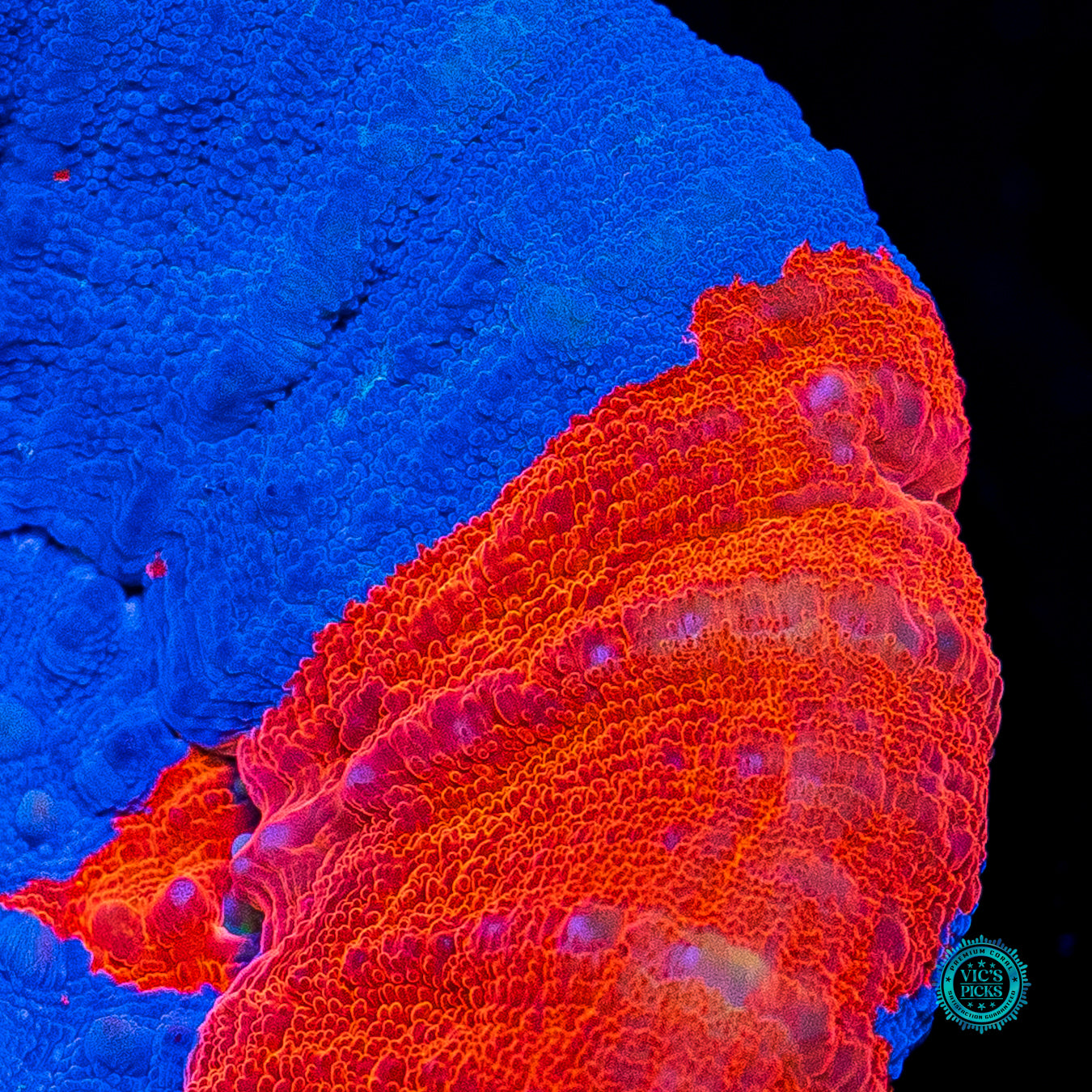 Spidey Senses Scolymia