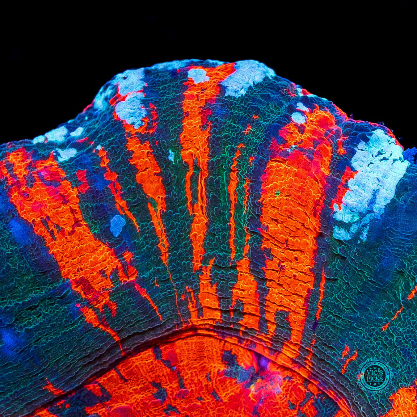 Forest Fire Warpaint Scolymia