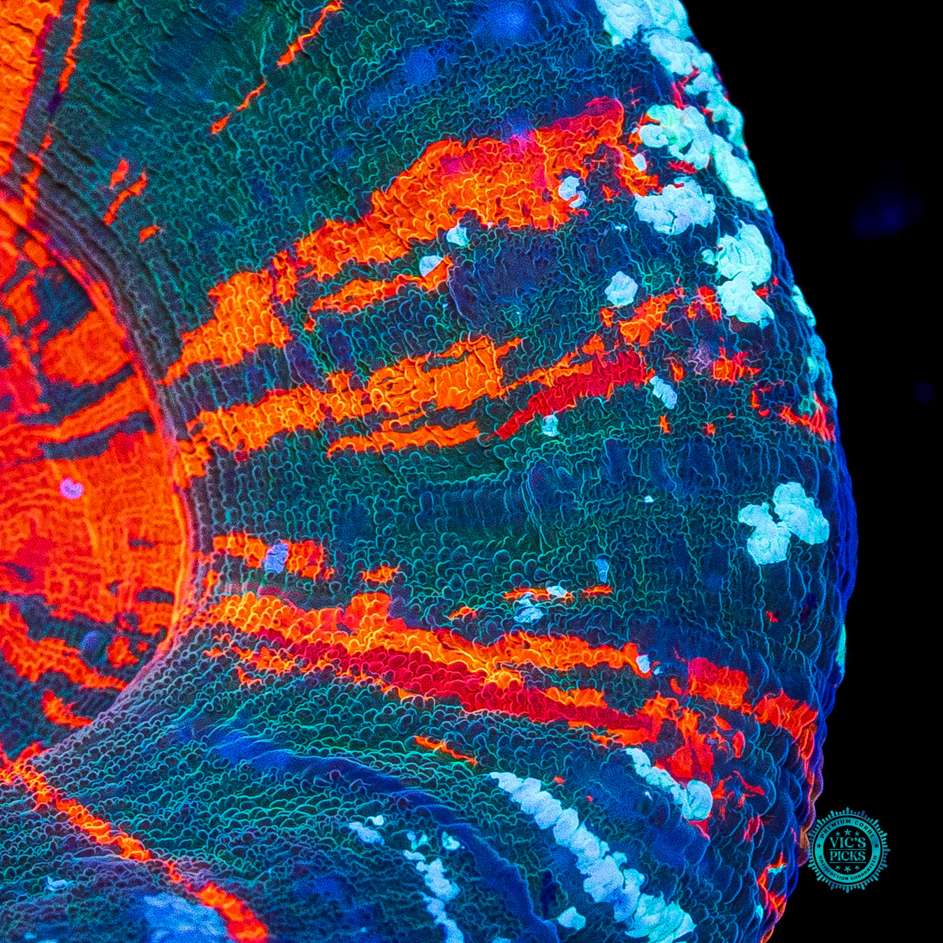 Forest Fire Warpaint Scolymia