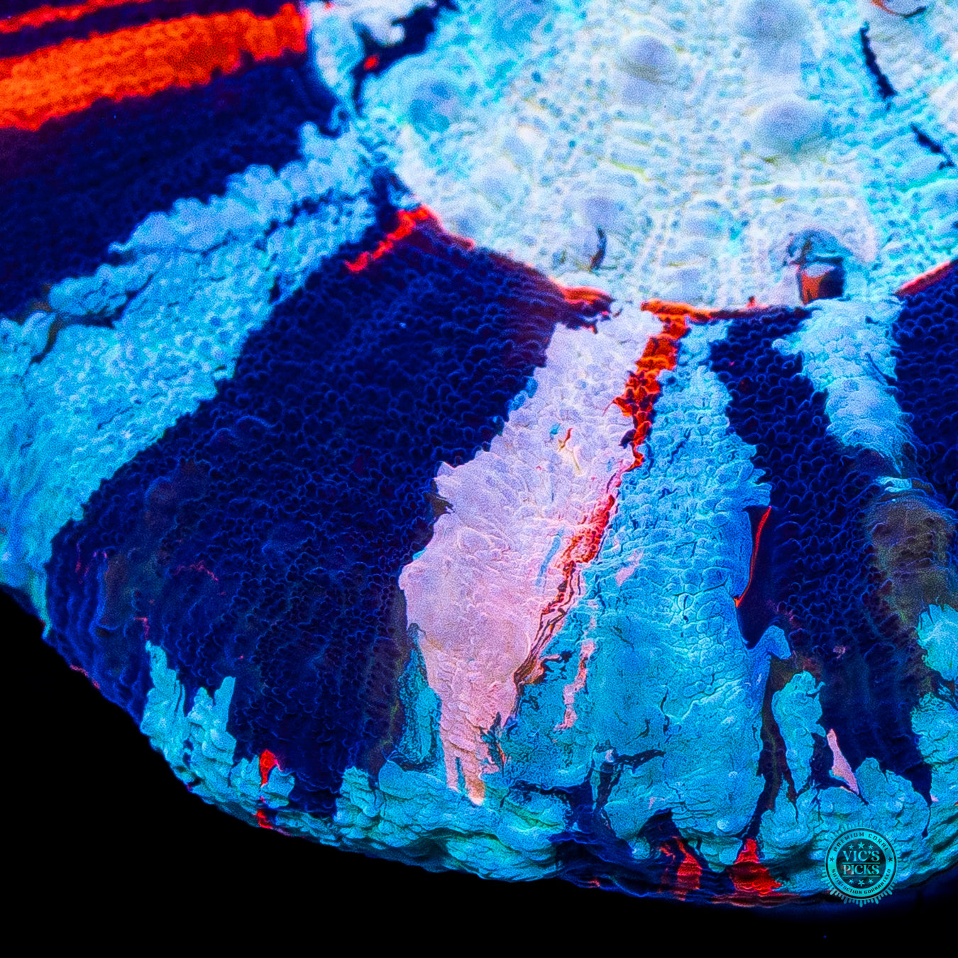 Independence Day Master Scolymia