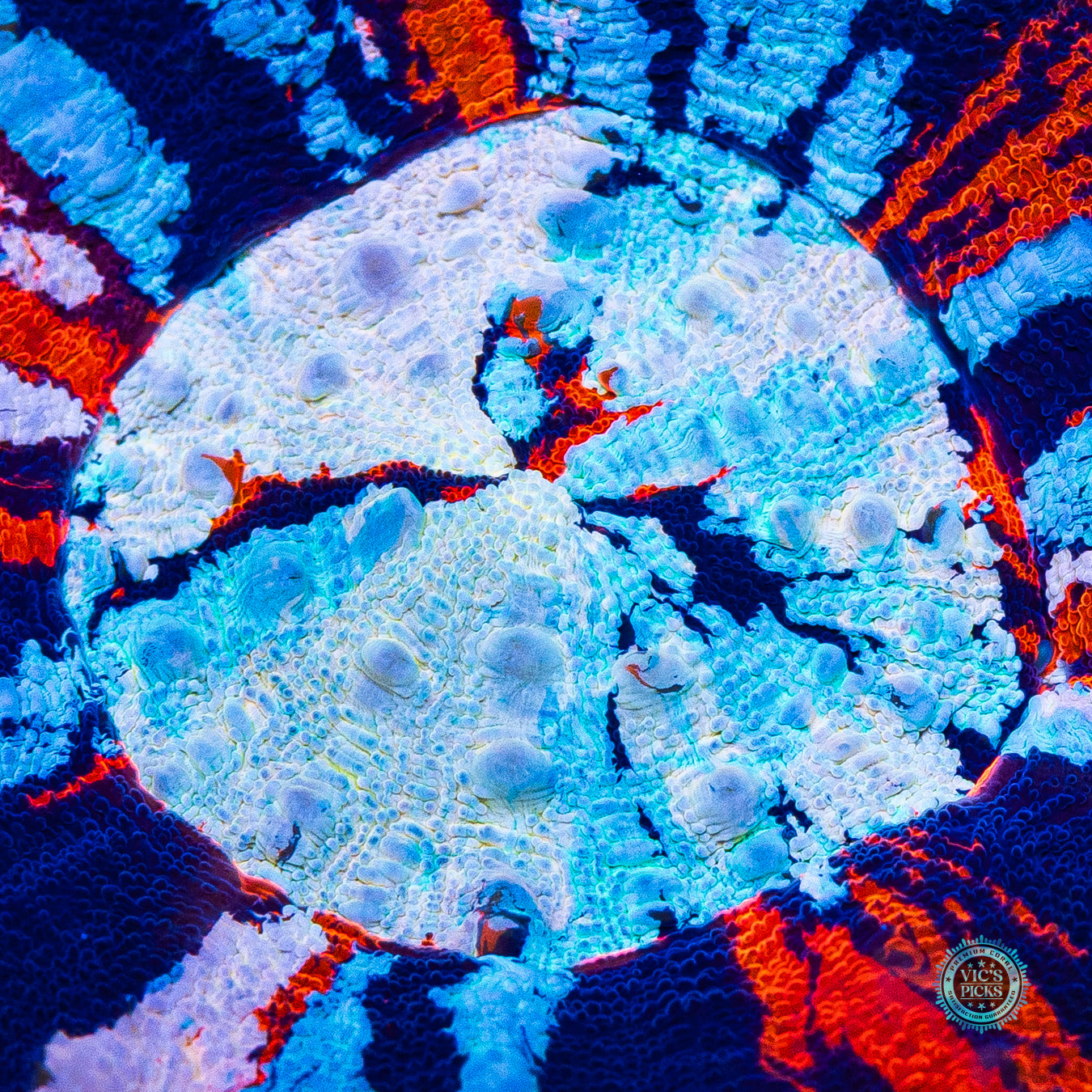 Independence Day Master Scolymia