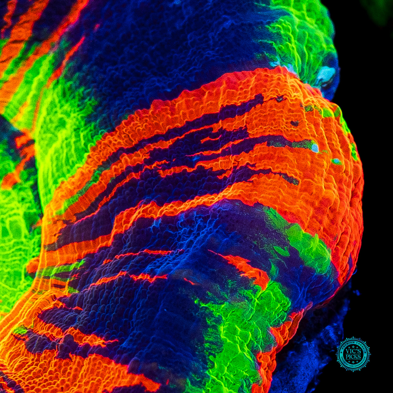 Master of the Elements Scolymia