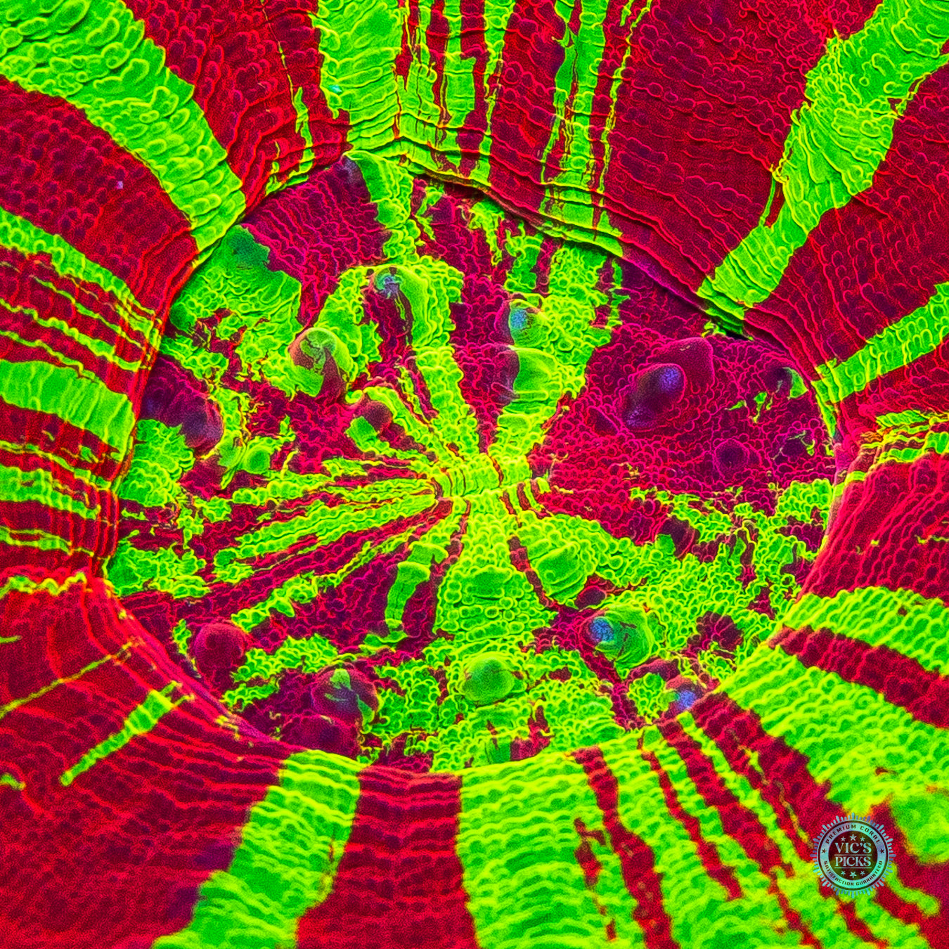 Chaos Equilibrium Scolymia