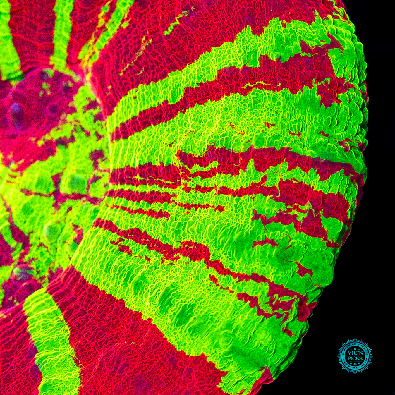 Chaos Equilibrium Scolymia