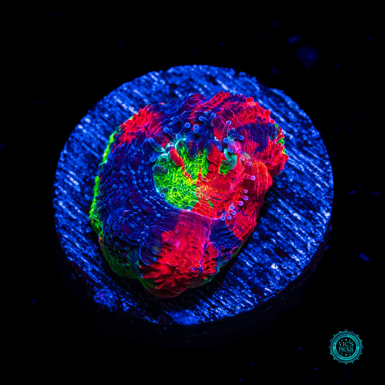 WWC Pit Viper Bowerbanki